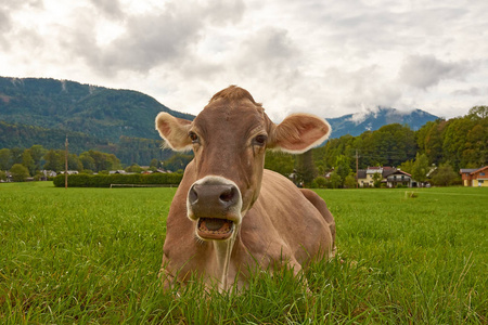 奥地利阿尔卑斯山绿色牧场和草地上的一头牛，背景是森林和村庄
