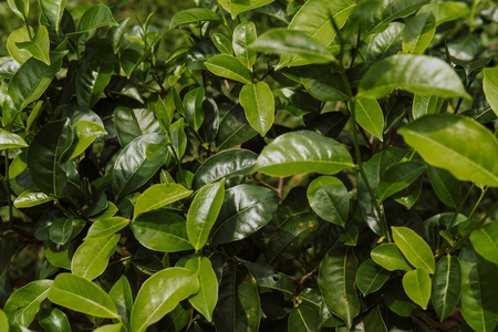 关闭绿茶芽和新鲜的叶子。茶园。绿色背景小深度