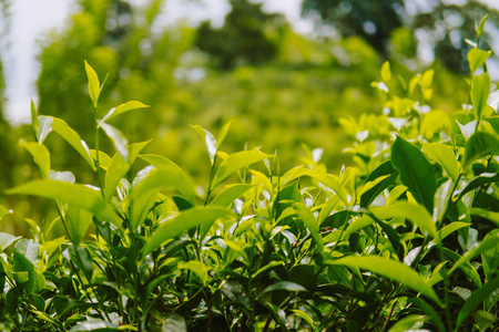 关闭茶园农田的茶叶峰值。在早上拍摄。绿色背景