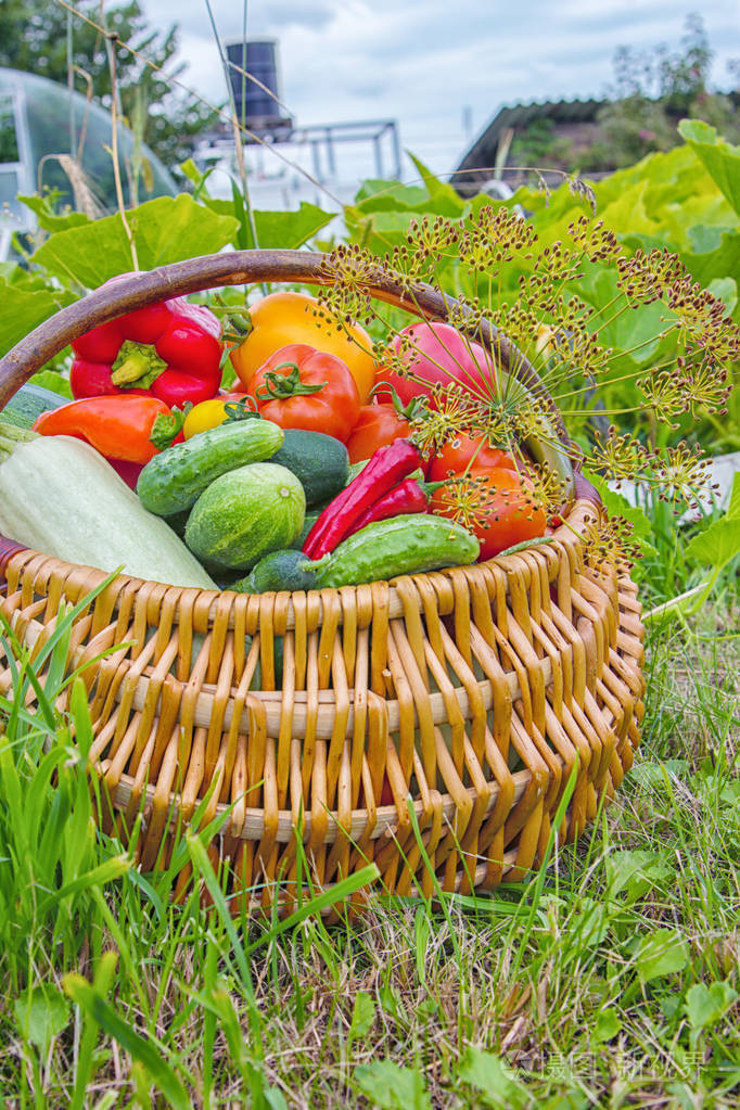农夫花园的草地上装满了五颜六色的蔬菜