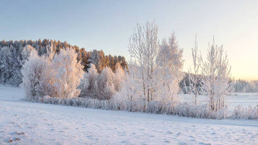 冬天的风景, 用温暖的阳光照亮了寒冷的树木。圣诞背景。冬季自然。寒冷的早晨