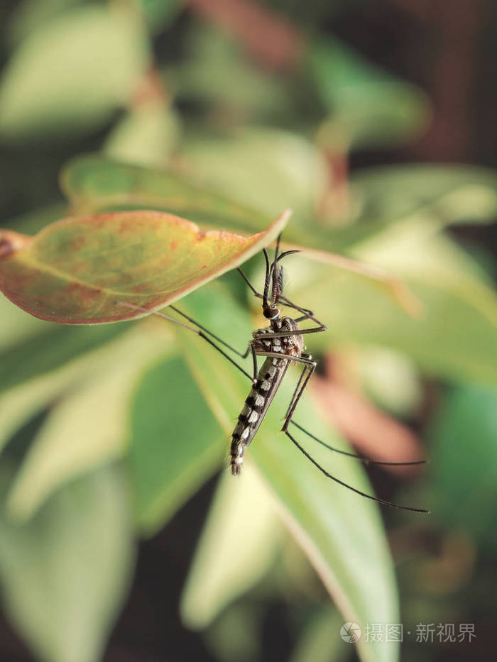 伊蚊是一种传播严重疾病的蚊子属,包括登革热,黄热病,寨卡病毒和基孔