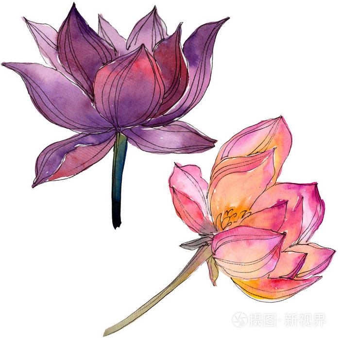 水彩彩色莲花. 花卉植物花. 孤立的插图元素.