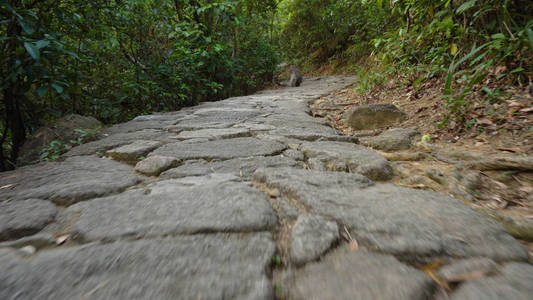 猴子在森林低角徒步旅行小路上