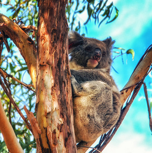 澳大利亚袋鼠岛考拉躺在树上