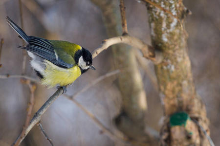 大山雀是冬天花园里的鸣禽鸟。Parus 少校