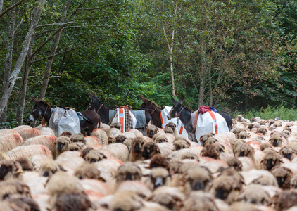 骡子和一群羊在路上