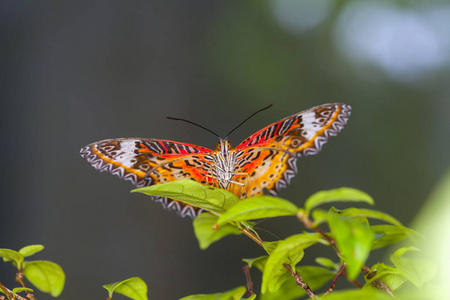 森林里一片叶子上的帝王蝴蝶.照片