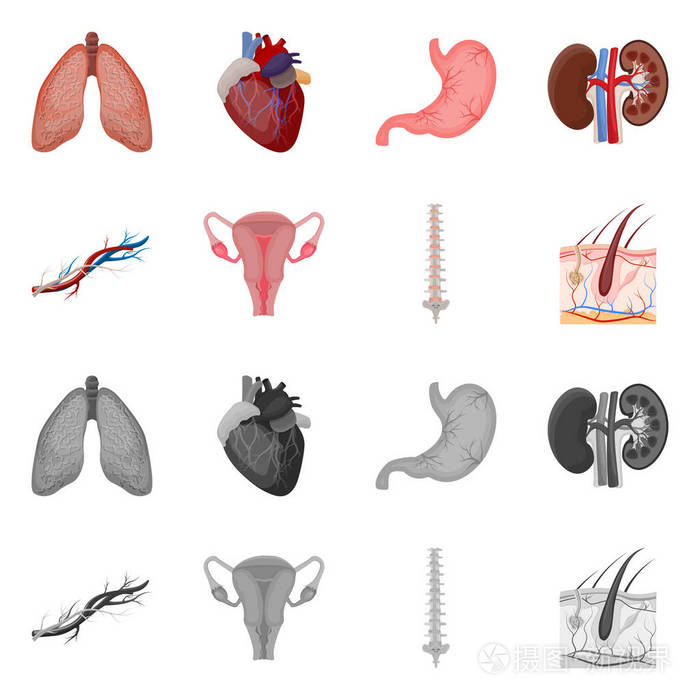 人体和人体图标的矢量图示。身体和医学股票向量例证的汇集