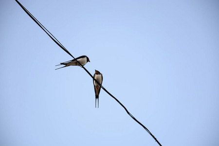 对话线两只燕子坐在电线上互相看着. 鸟儿之间的对话.照片