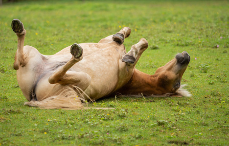 一匹马在绿色的草地上翻滚
