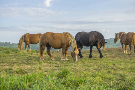 在西班牙的一个农村地区，日落时在草地上放牧的马