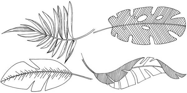 矢量热带树叶在水彩风格孤立。 背景纹理包装图案框架或边框的矢量叶。