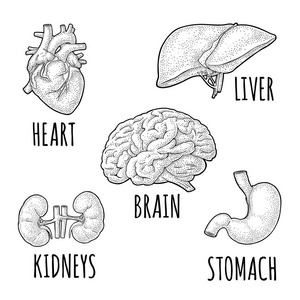人体器官简笔画手绘图片
