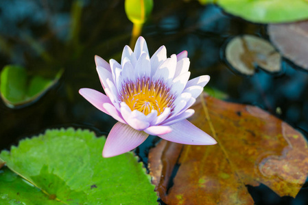 在阳光明媚的日子里，莲花池里的紫莲。