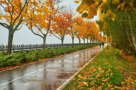 秋季公园雨背景秋季景观背景雨质地十月公园散步恶劣天气滴水多风天气恶劣天气悲伤心情