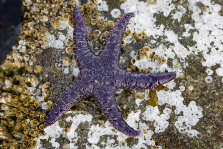 加拿大不列颠哥伦比亚省 gabriola 岛 pisaster ochraceus 紫海星照片
