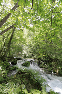 日本青森市濑山溪流