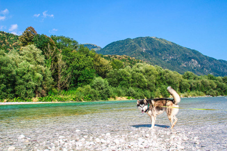 斯洛文尼亚。 斯洛文尼亚阿尔卑斯山。 道路和山景。 山河是蓝色的。 哈士奇在水里玩，和狗一起旅行。