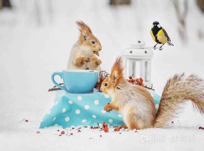 两只松鼠和蓝莓在冬天的森林里吃坚果和杯子。