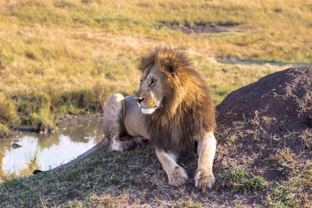 狮子在水边休息。 肯尼亚萨凡纳马塞马拉
