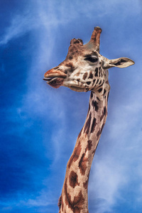 长颈鹿对抗蓝天。 长脖子的美丽长颈鹿显示舌头。