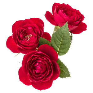 红玫瑰花束，绿叶隔离在白色背景下