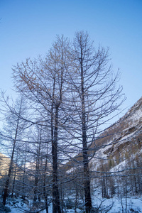 雪中的山景