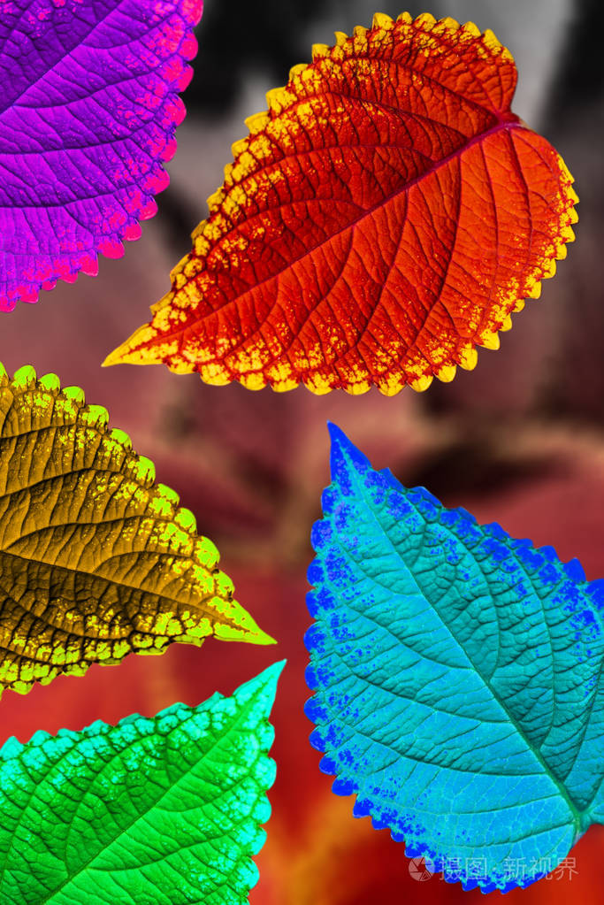 秋天美丽的彩虹,五彩缤纷的叶子,模糊的背景明信片,特写细节