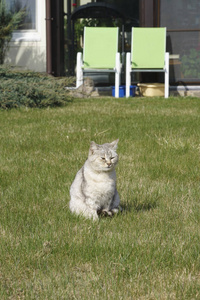 春天，一只可爱的灰猫坐在花园的草地上