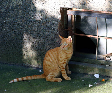 地下室窗户上的红猫图片