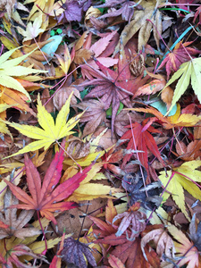 以彩色干叶为背景的秋季模板