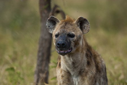 南非野生鬣狗