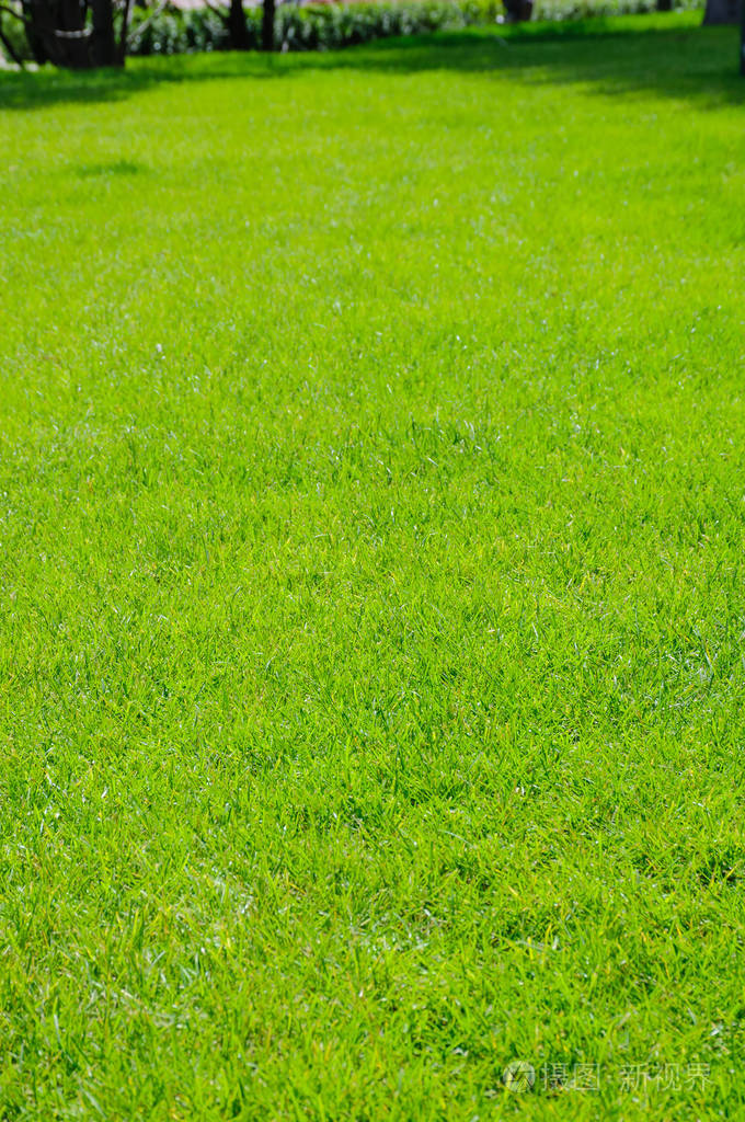 阳光明媚的夏日一片修剪整齐的绿色草坪