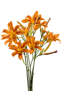 萱草花美丽的花束清新的橙日百合橙日丽的路边日丽的tawnydaylily虎日