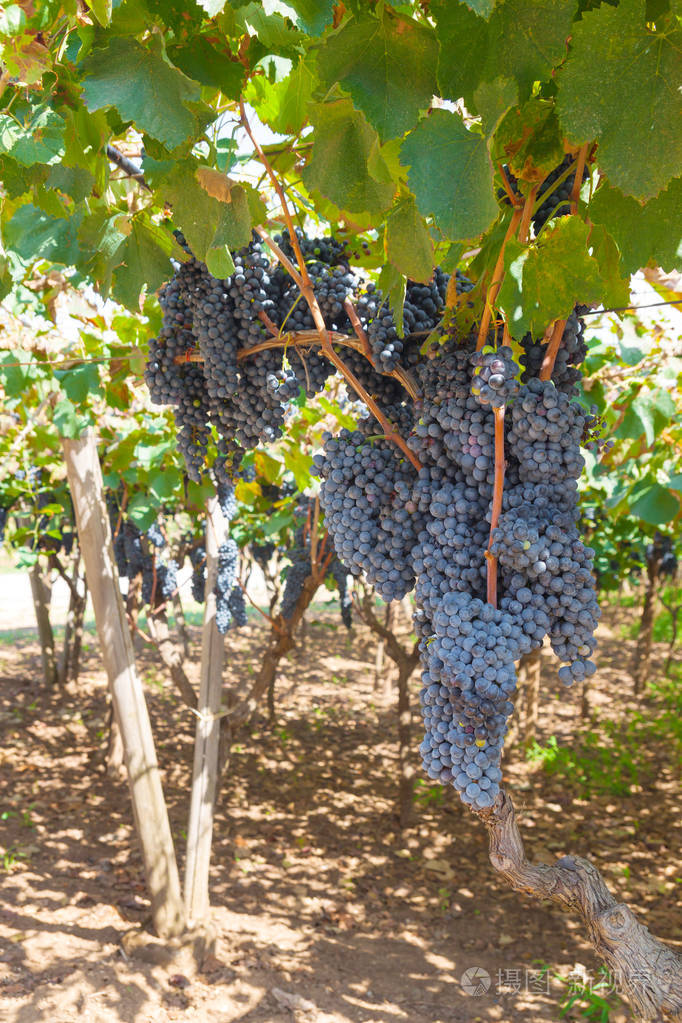 成熟的蓝色葡萄用于葡萄酒在一个秋天阳光明媚的日子里在意大利花园里