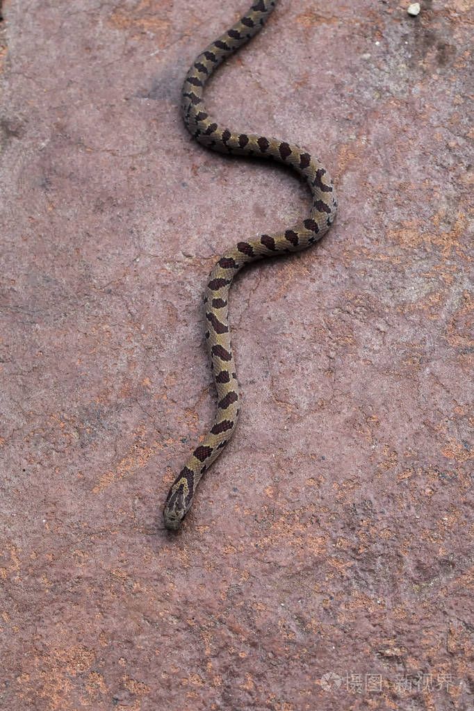 一条无毒的棕色水蛇在蛇形的小径上穿过一个石天井。