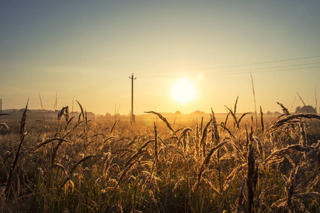 阳光明媚的自然景观照片