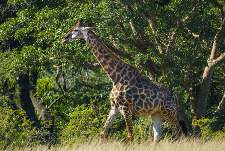 南非野生长颈鹿