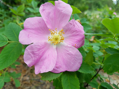 西弗洛德文斯克市雅格里岛上一朵娇嫩的野花。 快关门。 一朵娇嫩的野玫瑰。