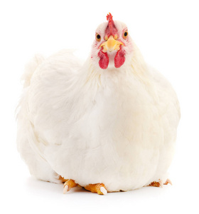 白母鸡大全图片