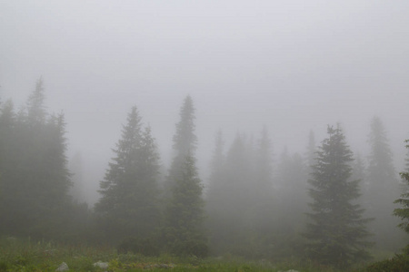山中美丽的山景，有雨云雾和杉树林