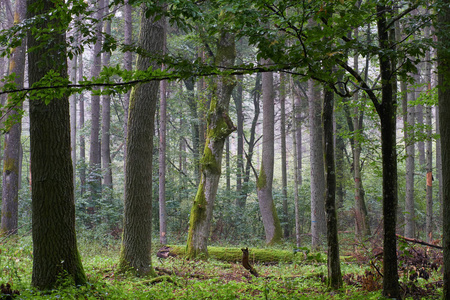 夏季落叶林与角树和橡树的落叶林，波兰，欧洲