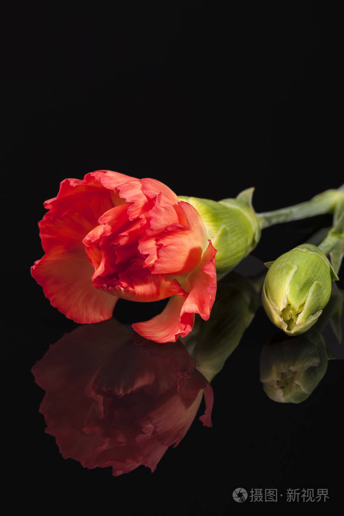 红肉花在黑底镜反射上的分离