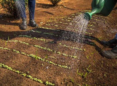 生菜灌溉的栽培和收获