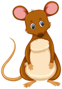 小棕色大鼠白色背景插图图片
