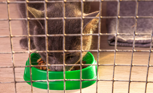 笼子里的灰猫从碗里吃干粮