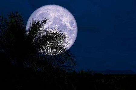超月背轮廓古棕榈树夜空元素这张图片由美国宇航局提供