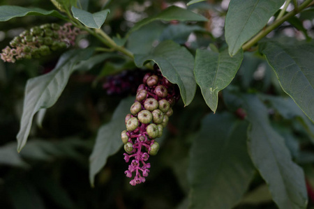 红色花黑色果实在黑暗的背景中接近紫色茎的植物的果实照片