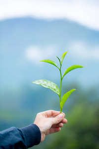 女人的手拿着一根有叶子的树枝